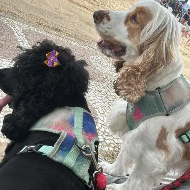 Dar palpite na criação dos cachorros